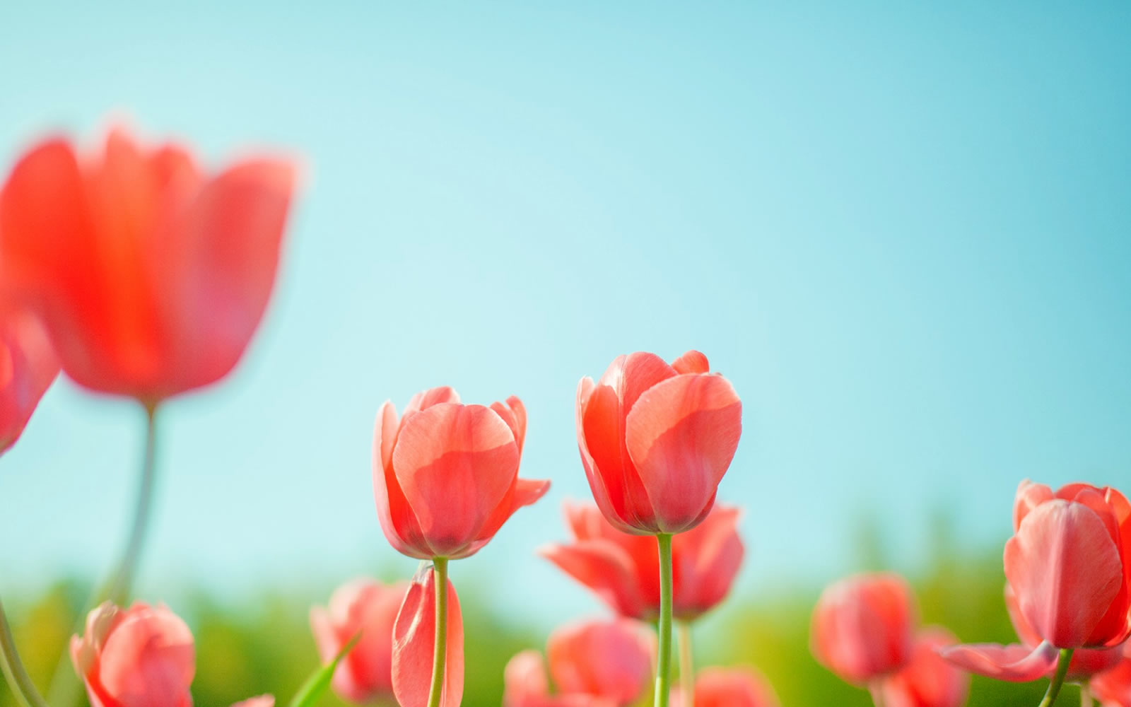 コーポレートサイトにちょうどいい国産CMS