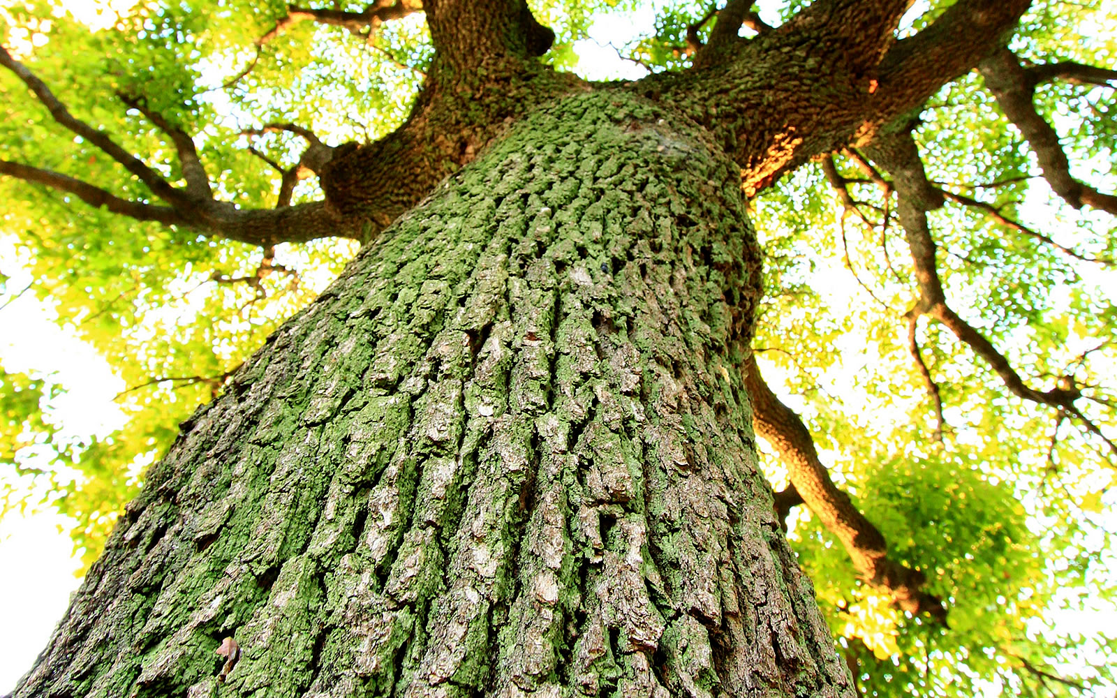 全て日本語の国産CMSだから、設置も更新も簡単、わかりやすい。